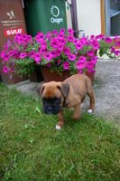 Hooch !