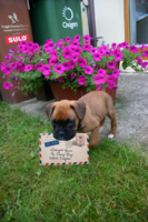 Hooch Stamp