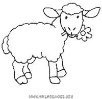 Mouton1.JPG