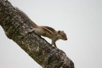 Chipmunk
