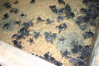 Sea turtles, Kosgoda