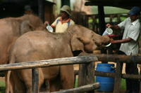 Elephant orphonage