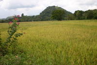 Rice field