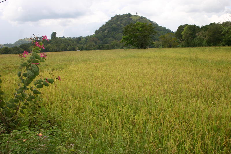 Rice field