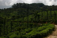 Tea plantations