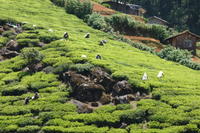 Nuwara Eliya & Tea Factory