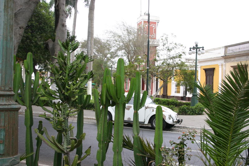 Coccs et Cactus