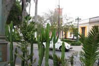 Coccs et Cactus