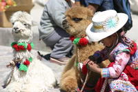 Arequipa - el Canon del Colca - Cruz del Condor